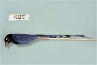 藏品(臺灣藍鵲)的圖片